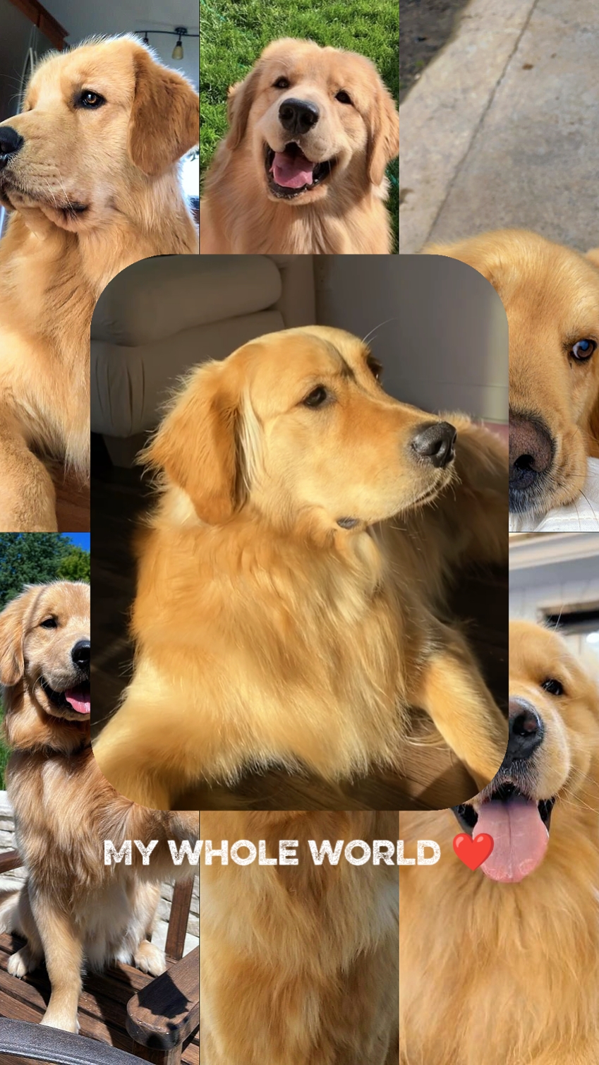 my dog