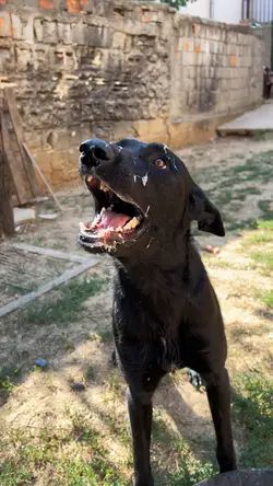 Top Dog ๐ฅ๐ฅโค๏ธ