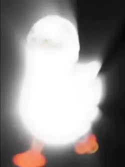 Duck phonk