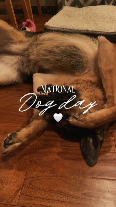 dog day 