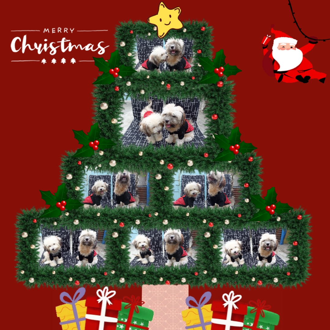 ÁRVORE DE NATAL