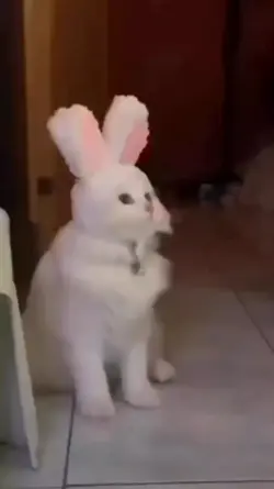 funny cat video