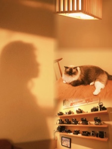 Kedi