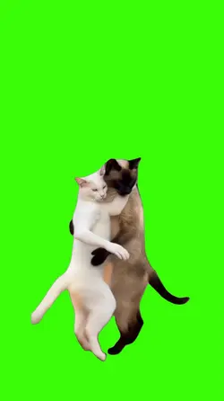 Cat/Gato.