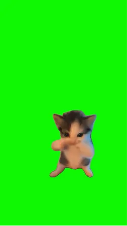 cat dance
