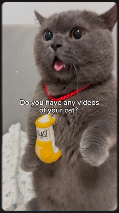 décharge de chat mignon