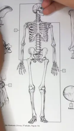ESTRUTURA HUMANA