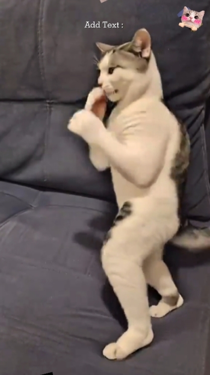 Gato Divertido. Lindo