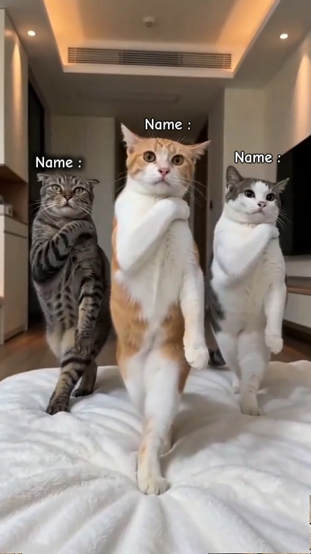 Tendencia del gato de baile