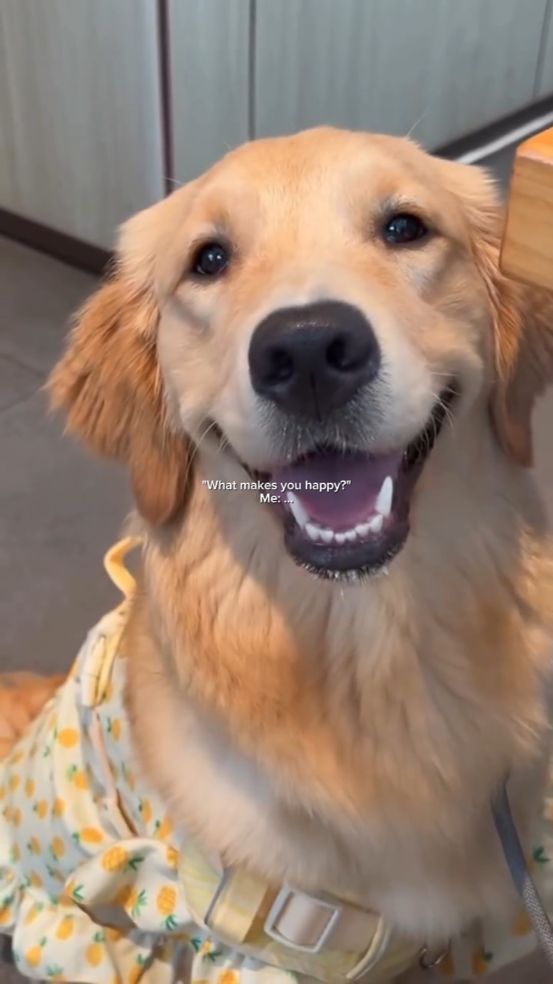 Resumen de animales de mascotas