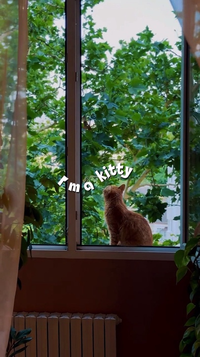 Gatito 