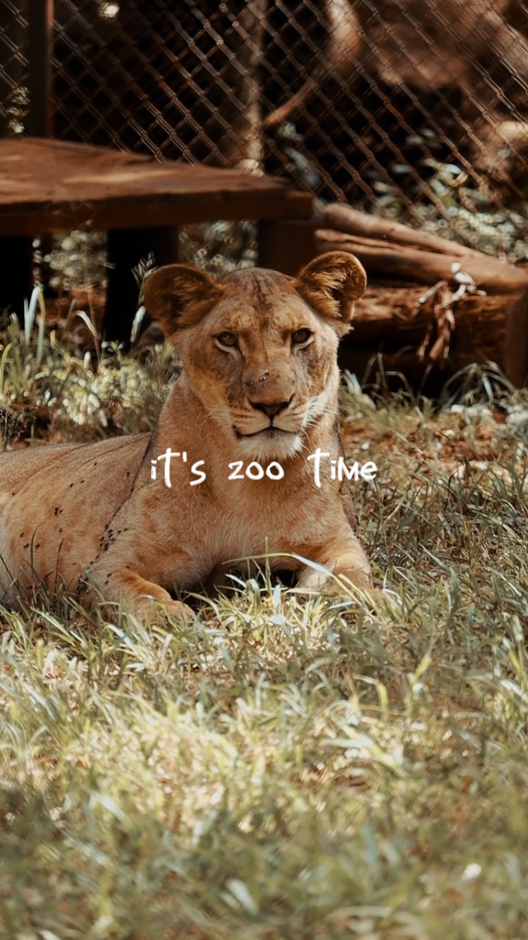 Es hora del zoológico 
