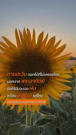 ทานตะวัน