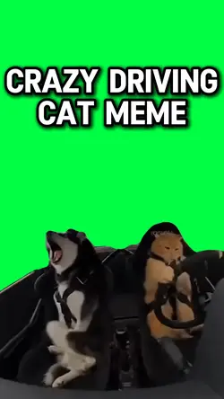 CRAZY DRIVING CAT