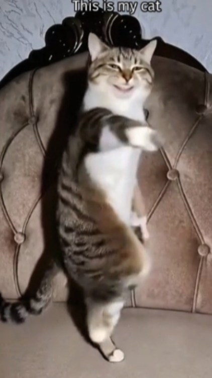 Mi Gato
