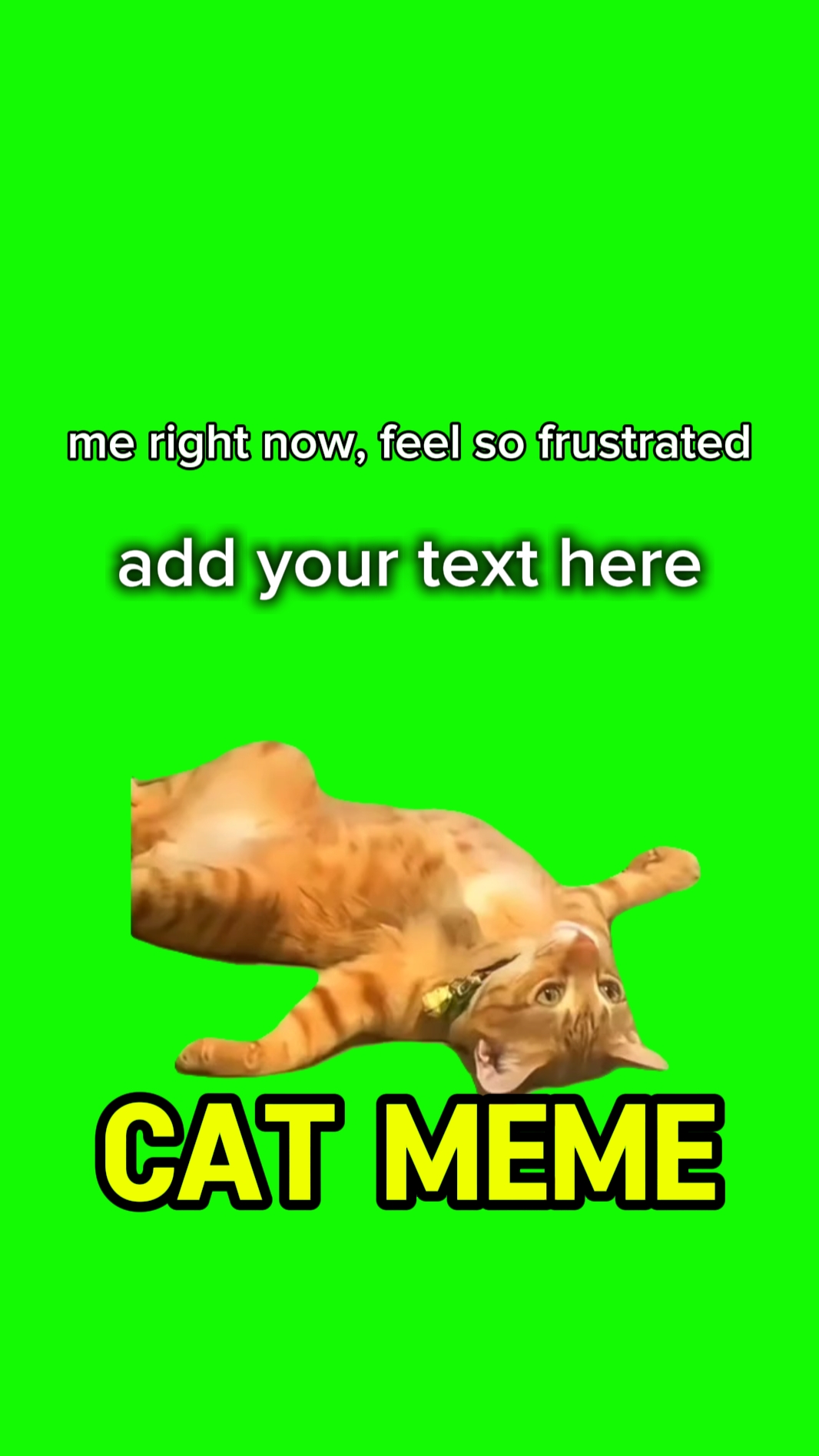 cat meme