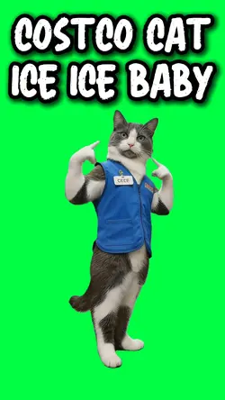 ICE ICE BABY CAT