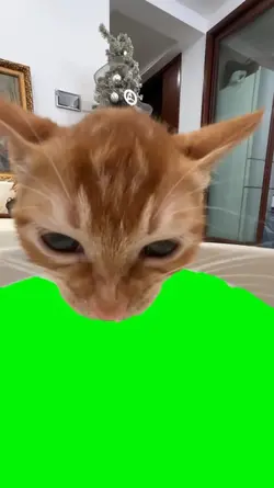 cat drinking milk