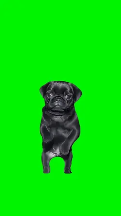 Nugget Dances
