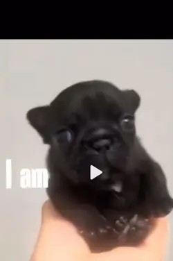 I AM PIBBLE