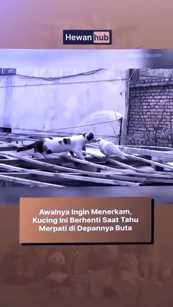 rispek cing