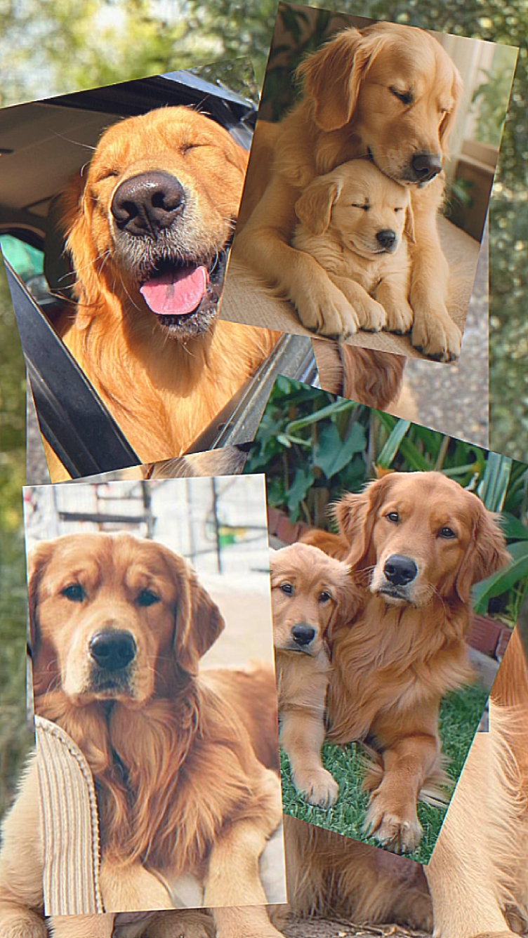 beloved pets