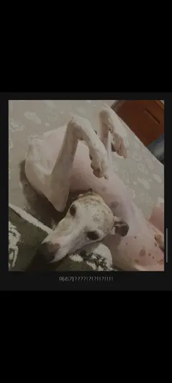 짤