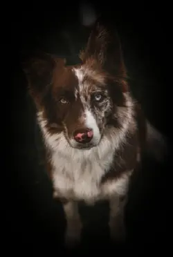 edit chien