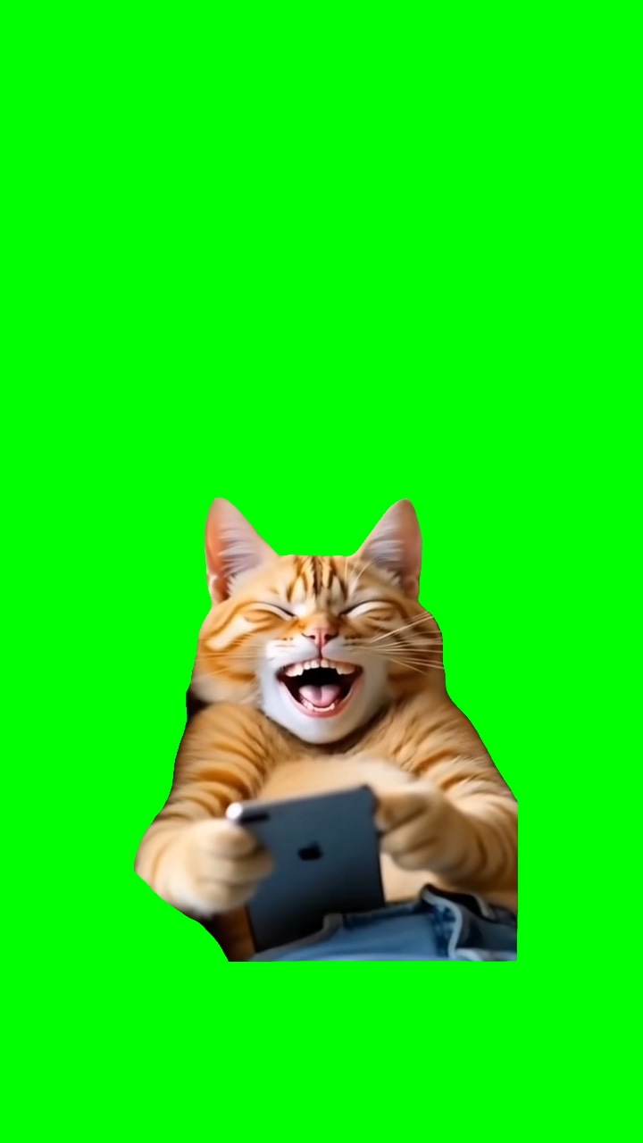 KEDİ GÜLÜYOR