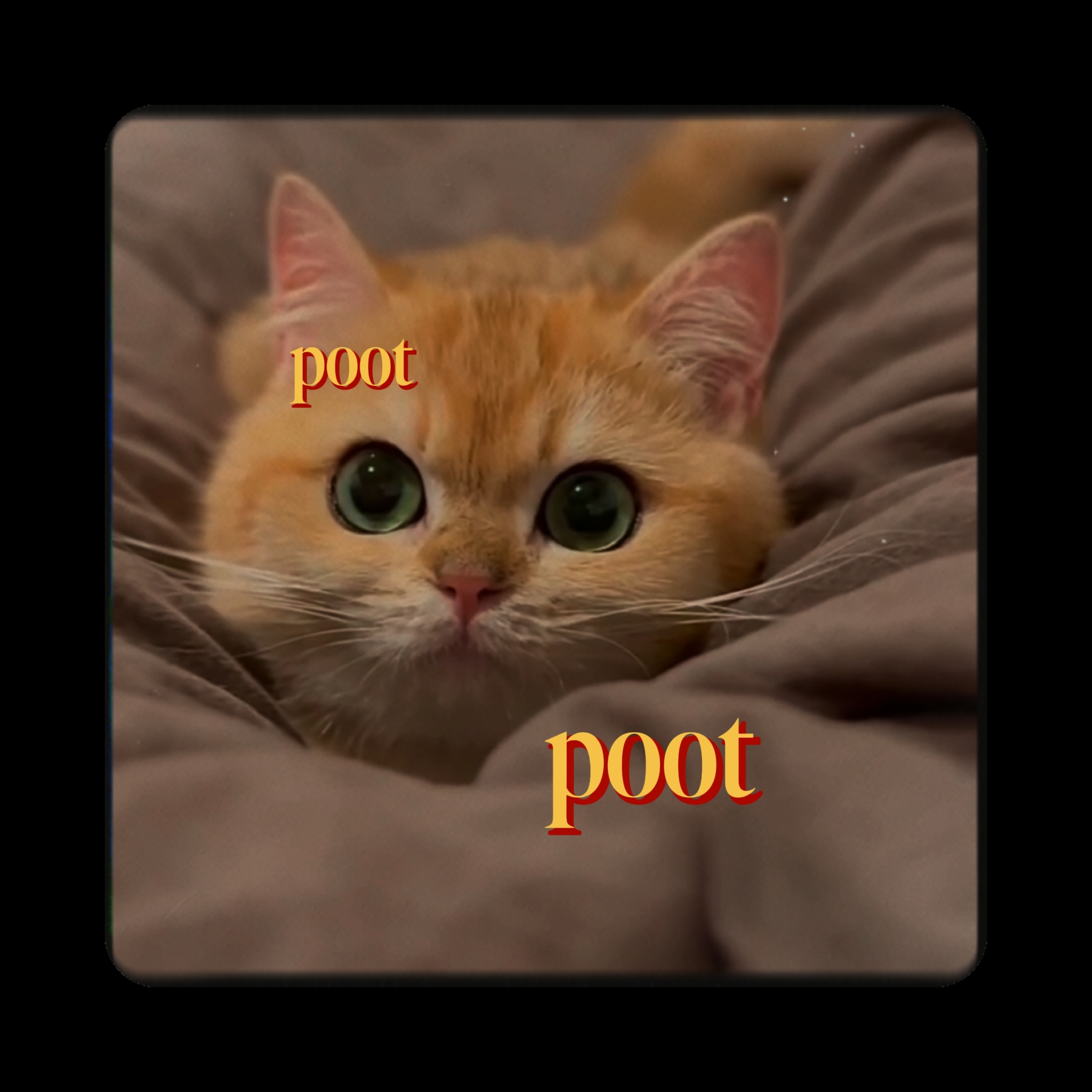 trend poot kedi