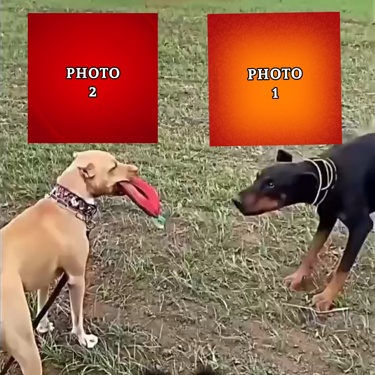 PRUEBA DE EDITOR MAESTRO