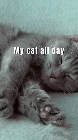 Cats funny memes