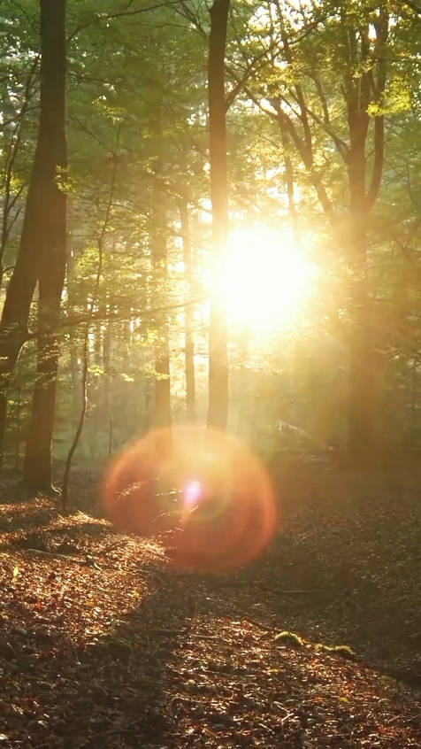 Sunset in the Forest
