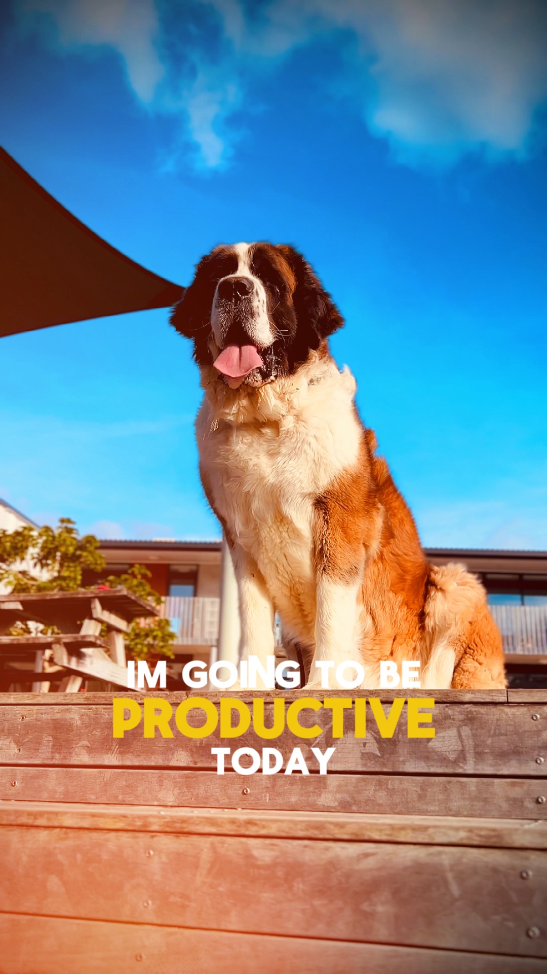 Dog Life Vibes