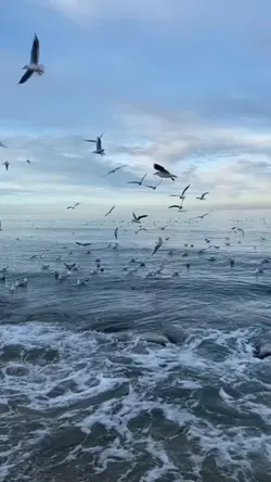 1video mượt