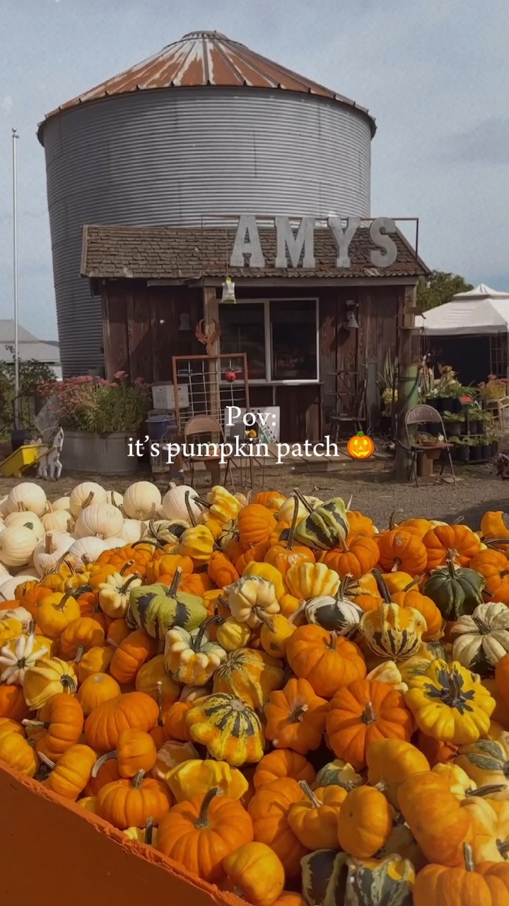 Pumpkin patch 