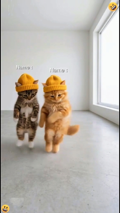 Dance cat