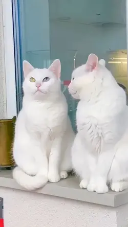 Feline|Meme