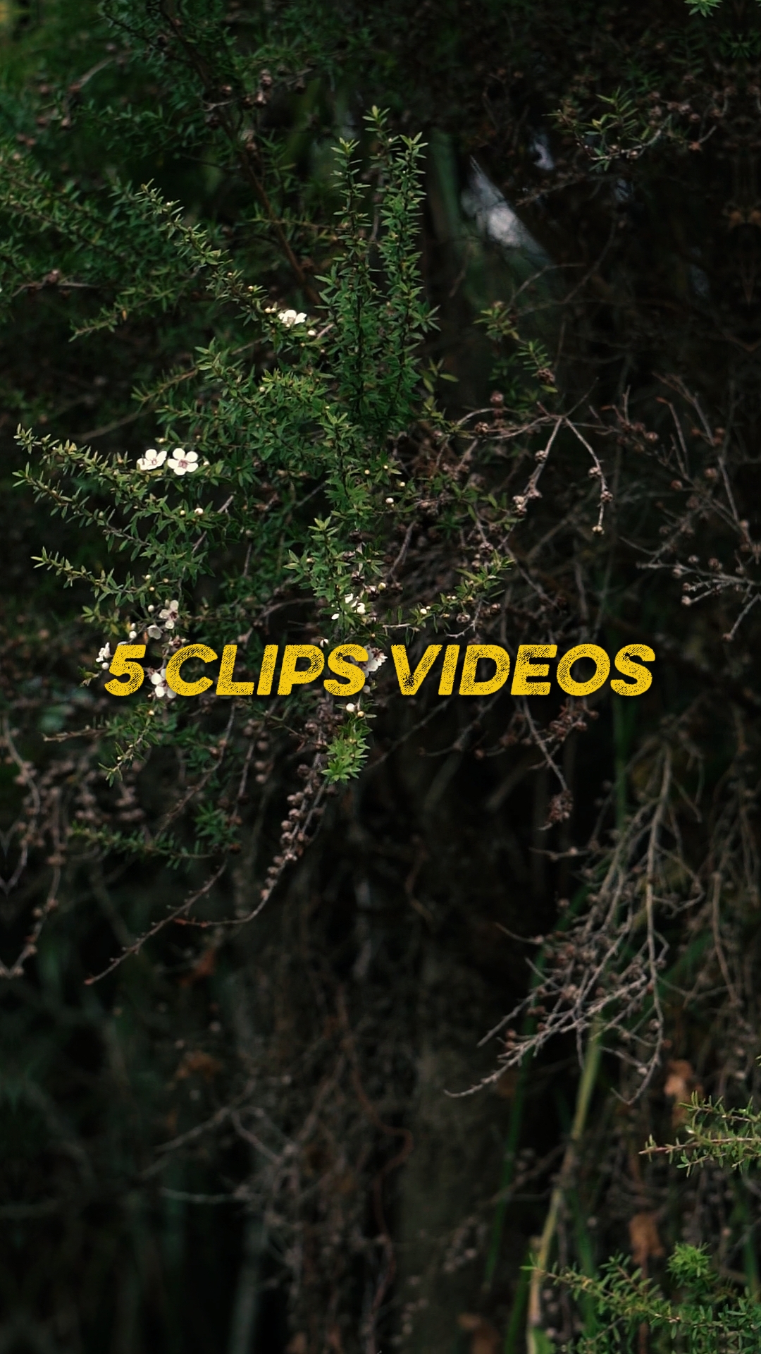 Cinématique 5 Vidéos