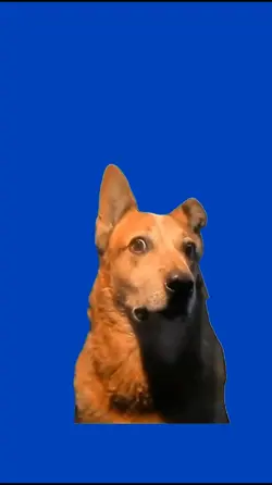 Confused Dog