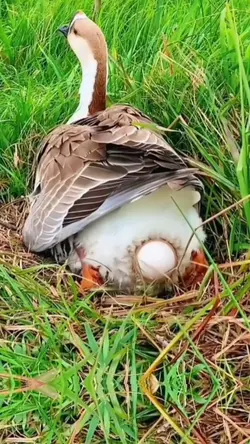 MR1 - Ducks & Egg