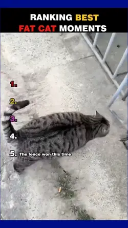 fat cat