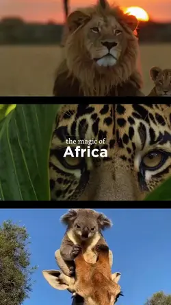 THE MAGIC OF AFRICA