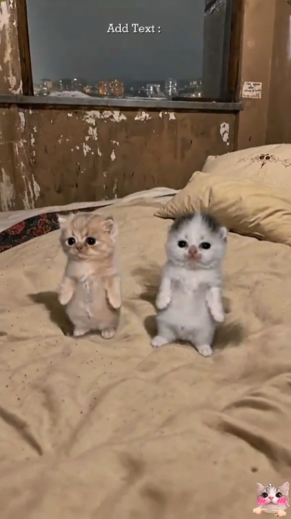 Kucing lucu