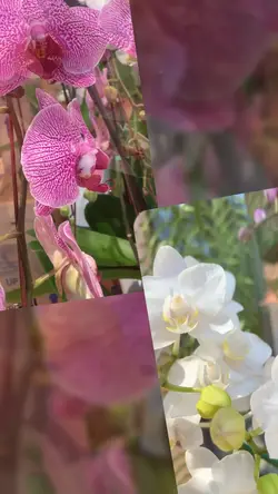 flowers aesthetic