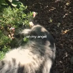 oh my angel