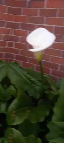 flora