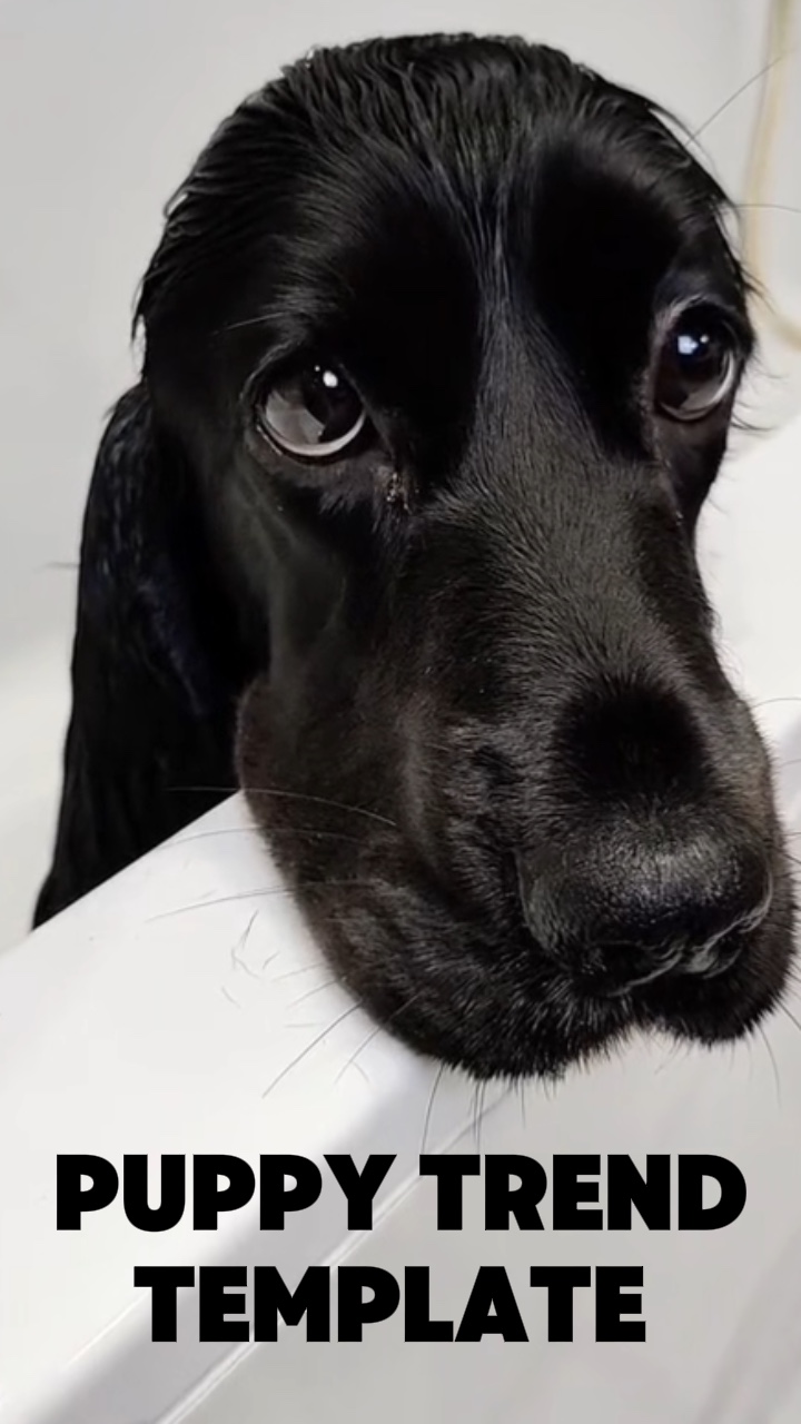 Amor de cachorro 🐾❤️