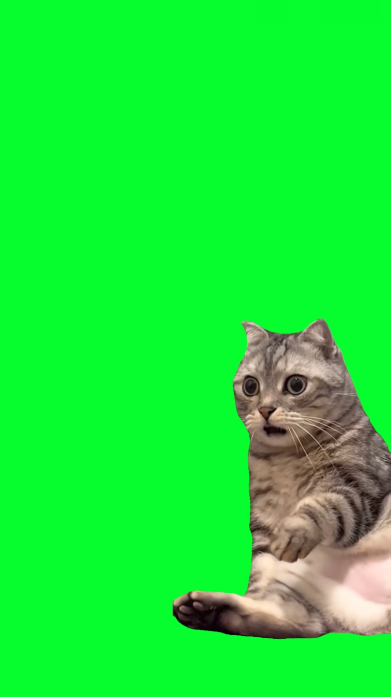 Rosto de gato chocado 