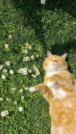 Kucing Lucu